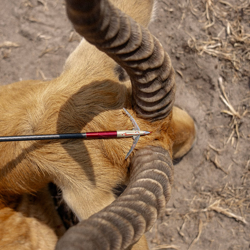 Broadhead Python World's Sharpest Mechanical Broadhead | Beast Broadheads